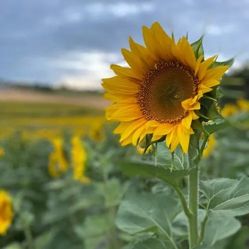 Maison D'amis * Salles-Lavalette